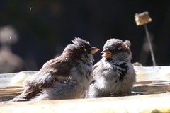 Passer domesticus