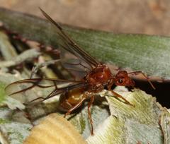 Oecophylla longinoda