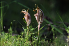 Pterostylis dolichochila