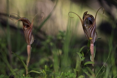 Pterostylis dolichochila