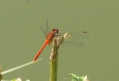 Diplacodes bipunctata