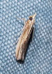 Ancylostomia stercorea