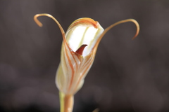 Pterostylis erythroconcha