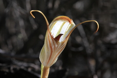 Pterostylis erythroconcha