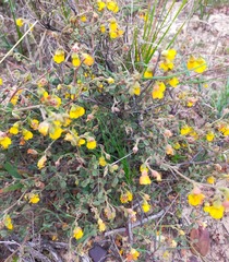 Hermannia cuneifolia