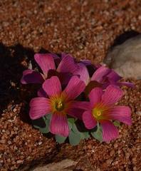 Oxalis sonderiana