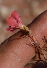 Oxalis sonderiana