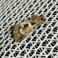Ercheia