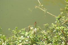 Diplacodes bipunctata