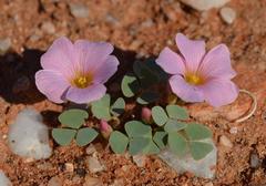 Oxalis sonderiana