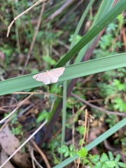 Epicyme rubropunctaria