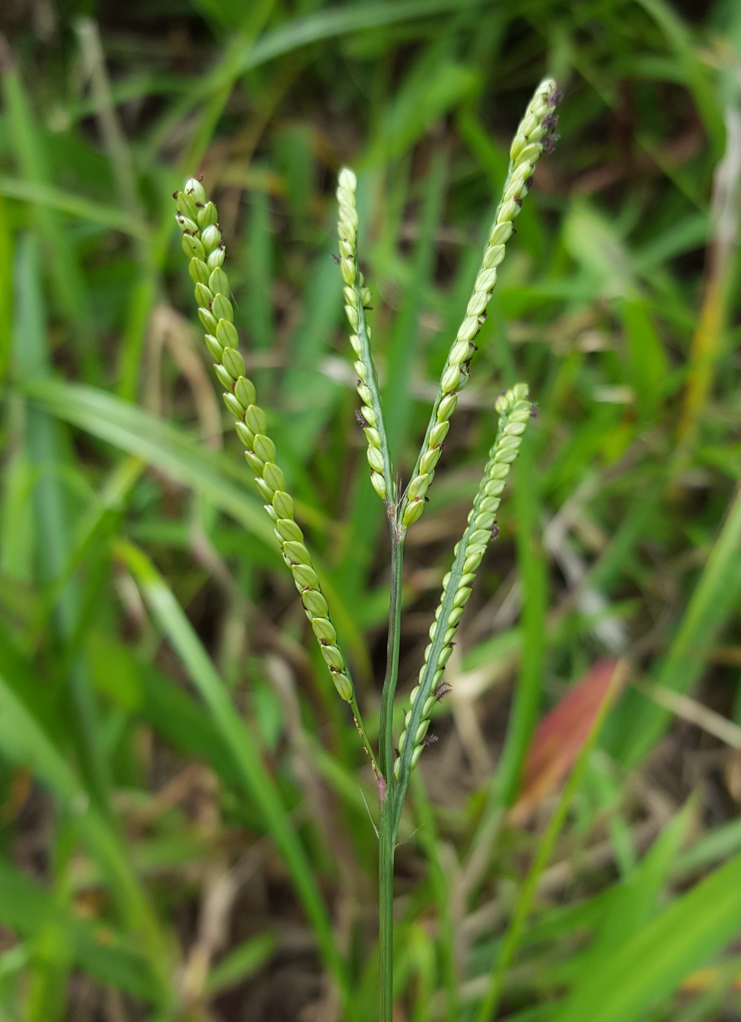 (c) François Rousseu, certains droits réservés (CC BY-NC) https://www.inaturalist.org/observations/95830437