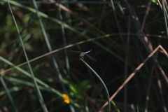 Orthetrum caledonicum