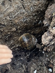 Cornu aspersum
