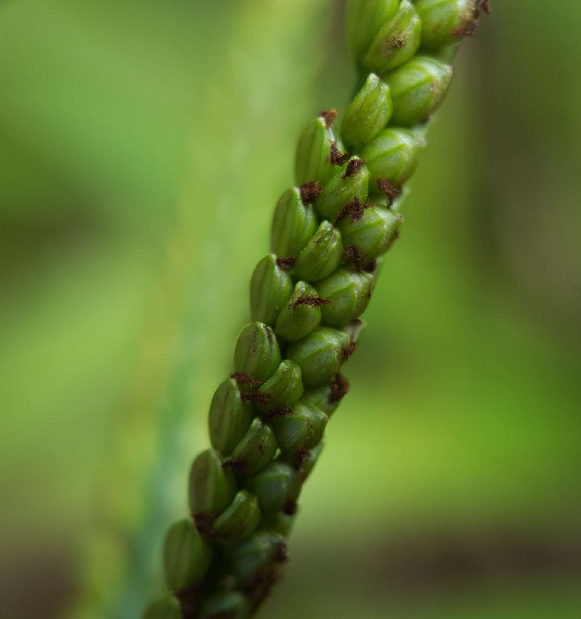 (c) François Rousseu, certains droits réservés (CC BY-NC) https://www.inaturalist.org/observations/95830437