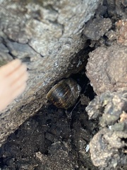 Cornu aspersum