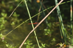 Diplacodes bipunctata