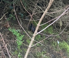 Turdus merula
