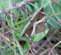 Bastilla crameri