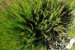 Cliffortia aculeata