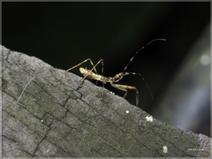 Epidaus sexspinus