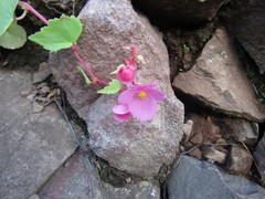 Begonia gracilis
