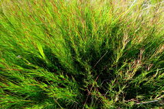 Cliffortia aculeata