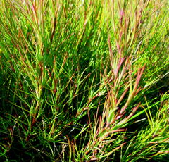 Cliffortia aculeata
