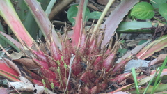 Bromelia karatas