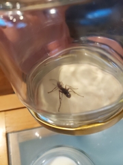 Sphictostethus nitidus