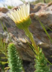 Osmitopsis glabra
