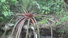 Bromelia karatas