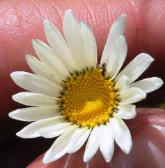 Osmitopsis glabra