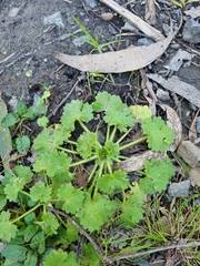 Ranunculus parviflorus
