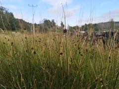 Juncus conglomeratus