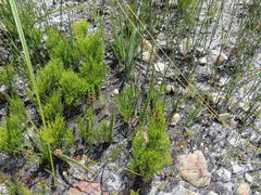 Osmitopsis glabra