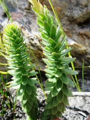 Osmitopsis glabra