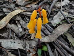 Lachenalia flava