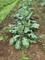 Brassica oleracea