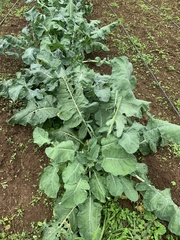 Brassica oleracea