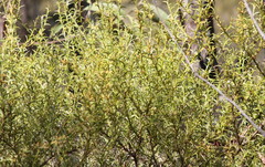 Acacia triptera