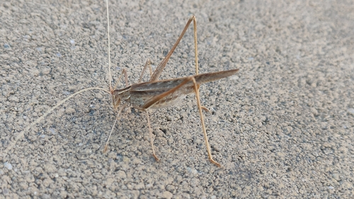 Primorski listokrili konjic (Tylopsis lilifolia)