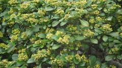 Psychotria capensis capensis