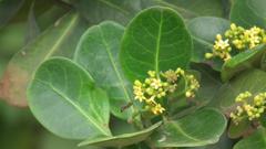 Psychotria capensis capensis