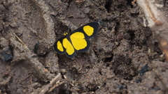 Cyllopoda jatropharia