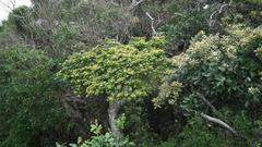 Psychotria capensis capensis