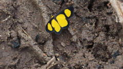 Cyllopoda jatropharia