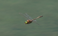 Somatochlora arctica