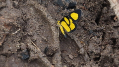 Cyllopoda jatropharia