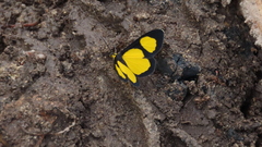 Cyllopoda jatropharia